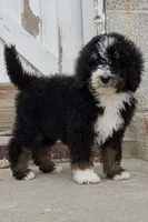 Raven, a female Bernedoodle and Poodle - Standard  for sale in Seattle, WA – Photo 1 of 9