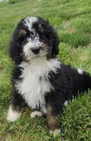 Raven, a female Bernedoodle and Poodle - Standard  for sale in Seattle, WA – Photo 5 of 9