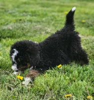 Raven, a female Bernedoodle and Poodle - Standard  for sale in Seattle, WA – Photo 8 of 9