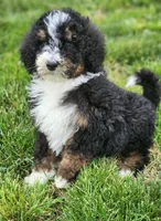 Raven, a female Bernedoodle and Poodle - Standard  for sale in Seattle, WA – Photo 7 of 9