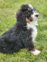 Raven, a female Bernedoodle and Poodle - Standard  for sale in Seattle, WA – Photo 9 of 9