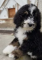 Raven, a female Bernedoodle and Poodle - Standard  for sale in Seattle, WA – Photo 2 of 9
