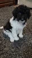 Chloe, a female Aussiedoodle for sale in Seattle, WA – 6 of 7