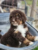 Kyra, a female Bernedoodle for sale in Seattle, WA – Photo 8 of 10