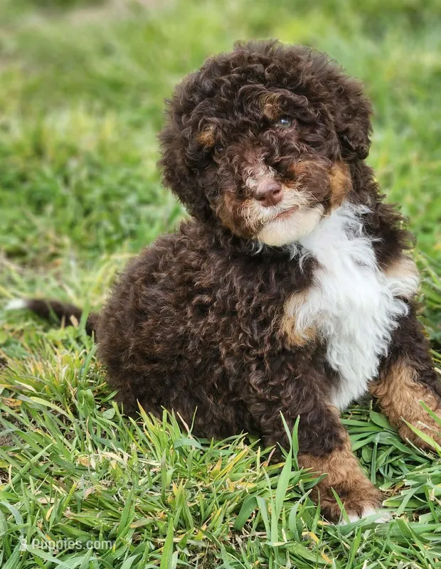 Kyra – Bernedoodle puppy for sale in Seattle, WA