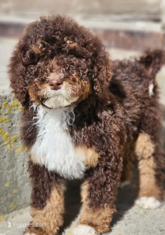 Kyra – Bernedoodle puppy for sale in Seattle, WA