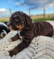 Kyra, a female Bernedoodle for sale in Seattle, WA – Photo 10 of 10
