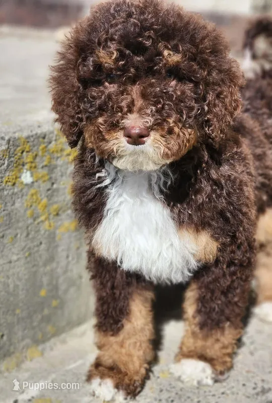 Kyra – Bernedoodle puppy for sale in Seattle, WA