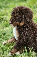 Kyra, a female Bernedoodle for sale in Seattle, WA – Photo 10 of 10