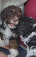 Kyra, a female Bernedoodle for sale in Seattle, WA – Photo 7 of 10