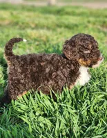 Kyra, a female Bernedoodle for sale in Seattle, WA – Photo 9 of 10