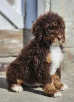 Kyra, a female Bernedoodle for sale in Seattle, WA – Photo 4 of 10