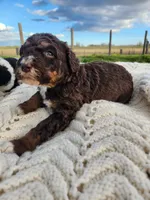 Kyra, a female Bernedoodle for sale in Seattle, WA – Photo 9 of 10