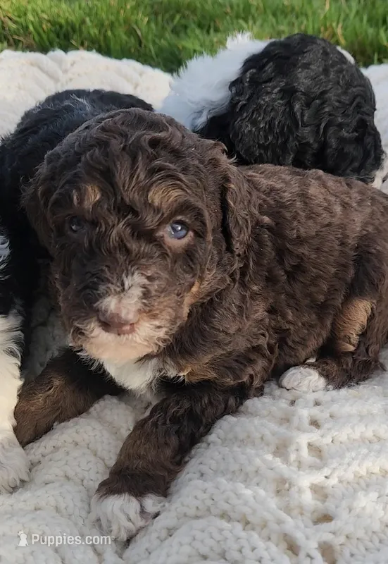 Kyra – Bernedoodle puppy for sale in Seattle, WA