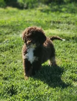Kyra, a female Bernedoodle for sale in Seattle, WA – Photo 3 of 10