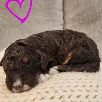 Kyra, a female Bernedoodle for sale in Seattle, WA – Photo 2 of 10