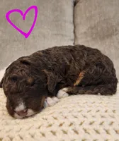 Kyra, a female Bernedoodle for sale in Granger, WA – Photo 1 of 3