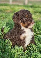 Kyra, a female Bernedoodle for sale in Seattle, WA – Photo 5 of 10