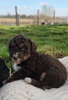 Kyra, a female Bernedoodle for sale in Seattle, WA – Photo 7 of 10