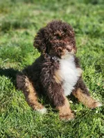 Kyra, a female Bernedoodle for sale in Seattle, WA – Photo 6 of 10