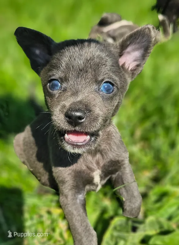 Scout – Chihuahua puppy for sale in Seattle, WA