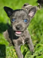 Scout, a male Chihuahua for sale in Seattle, WA – 1 of 7