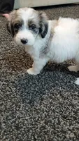 Shelby, a female Aussiedoodle for sale in Seattle, WA – 8 of 8
