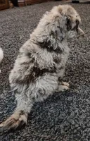 Rusty, a male Aussiedoodle for sale in Seattle, WA – 5 of 5