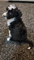 Skunk, a female Aussiedoodle for sale in Seattle, WA – 7 of 9