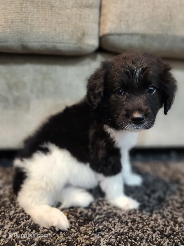 Rocky – Aussiedoodle puppy for sale in Seattle, WA