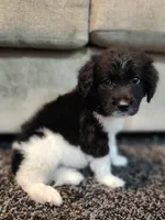 Rocky, a male Aussiedoodle for sale in Seattle, WA – 1 of 9