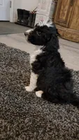 Skunk, a female Aussiedoodle for sale in Seattle, WA – 6 of 9