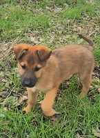 Tucker, a male Belgian Malinois and German Shepherd Dog for sale in Seattle, WA – Photo 5 of 5