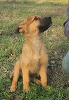 Tucker, a male Belgian Malinois and German Shepherd Dog for sale in Seattle, WA – Photo 4 of 5