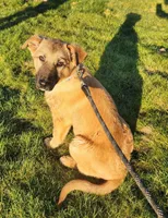 Tucker, a male Belgian Malinois and German Shepherd Dog for sale in Seattle, WA – Photo 2 of 5