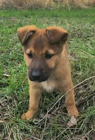 Tucker, a male Belgian Malinois and German Shepherd Dog for sale in Seattle, WA – Photo 3 of 5