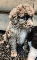 Rusty, a male Aussiedoodle for sale in Seattle, WA – 4 of 5