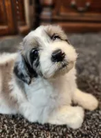 Shelby, a female Aussiedoodle for sale in Seattle, WA – 7 of 8