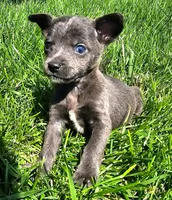 Scout, a male Chihuahua for sale in Seattle, WA – 6 of 7