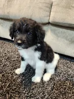Rocky, a male Aussiedoodle for sale in Seattle, WA – 6 of 9