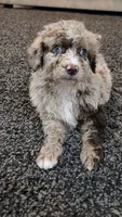 Rusty, a male Aussiedoodle for sale in Seattle, WA – 2 of 5