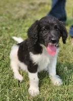 Rocky, a male Aussiedoodle for sale in Seattle, WA – 7 of 9