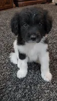 Rocky, a male Aussiedoodle for sale in Seattle, WA – 5 of 9