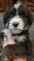 Kyra, a female Aussiedoodle for sale in Seattle, WA – 2 of 6