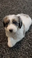 Shelby, a female Aussiedoodle for sale in Seattle, WA – 3 of 8