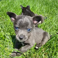 Scout, a male Chihuahua for sale in Seattle, WA – 5 of 7
