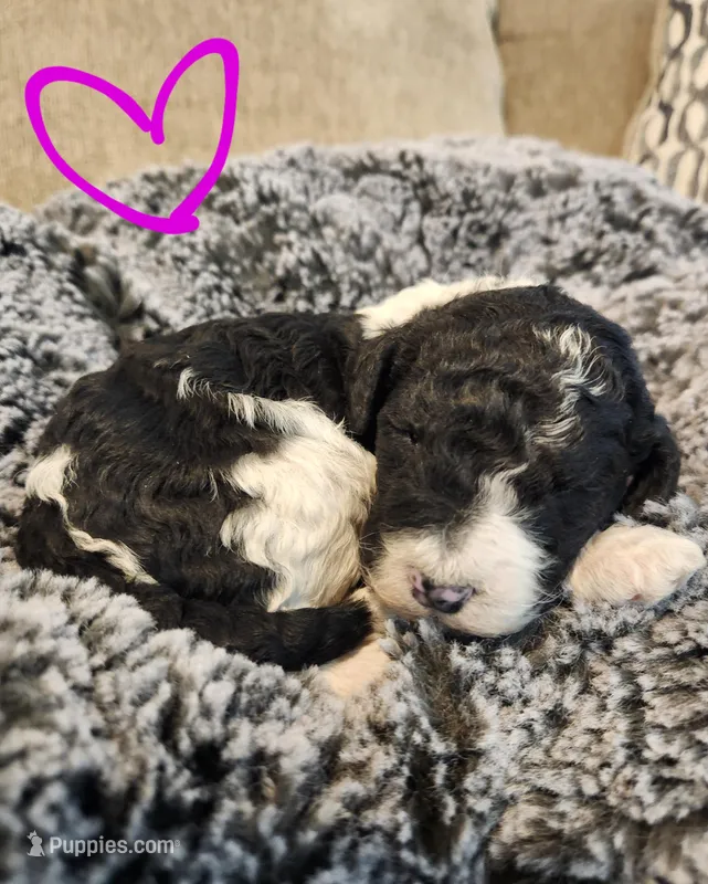 Rain, a female Bernedoodle for sale in Granger, WA – Photo 1 of 3