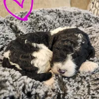 Rain, a female Bernedoodle for sale in Seattle, WA – Photo 2 of 10