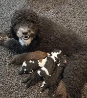 Rain, a female Bernedoodle for sale in Granger, WA – Photo 2 of 3