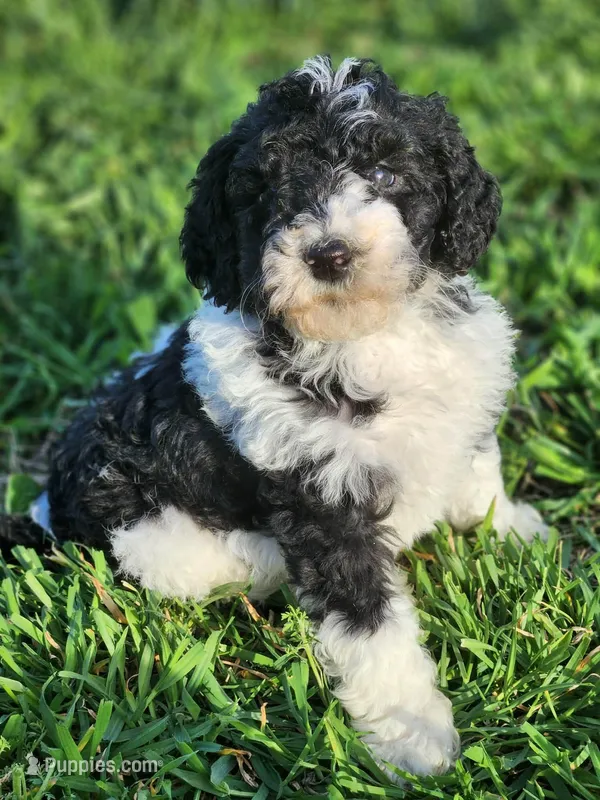 Rain – Bernedoodle puppy for sale in Seattle, WA